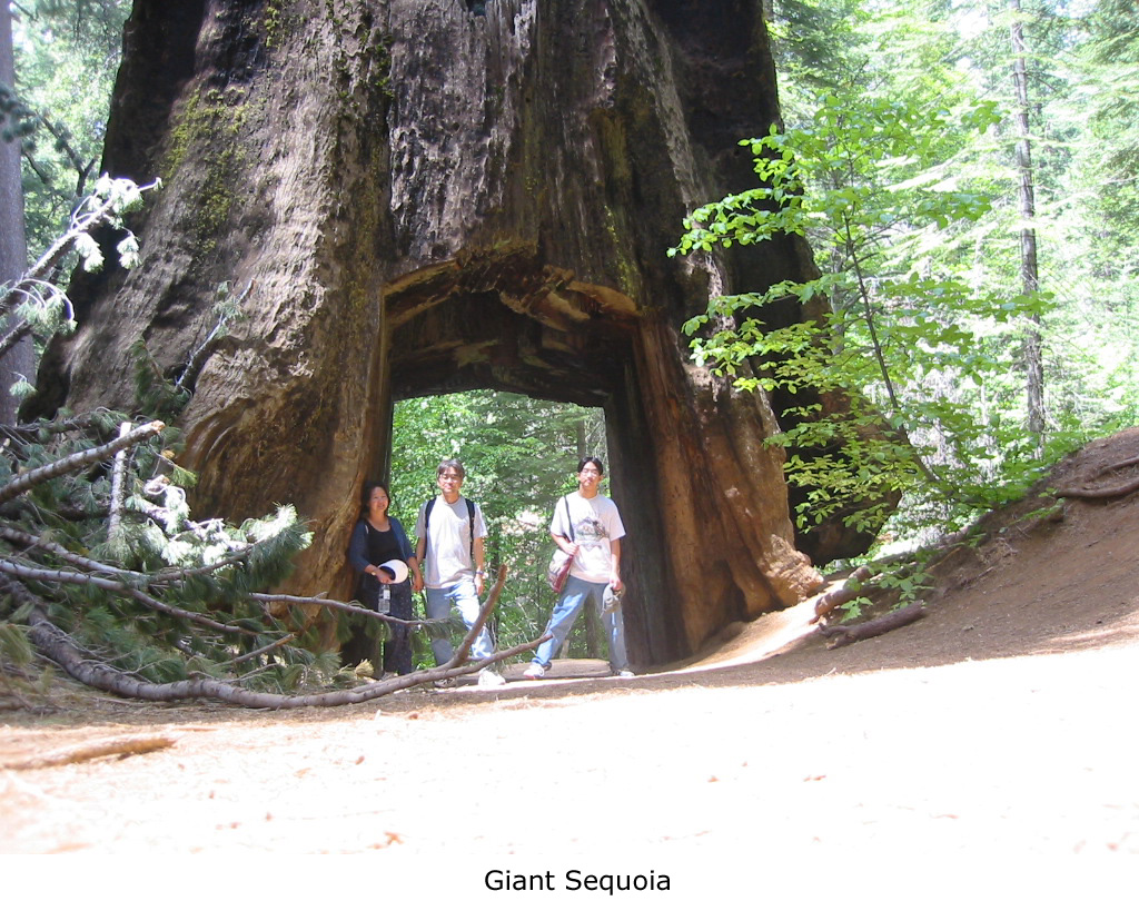 هل تعلم ... اسم اكبر شجرة في الارض Sequoia